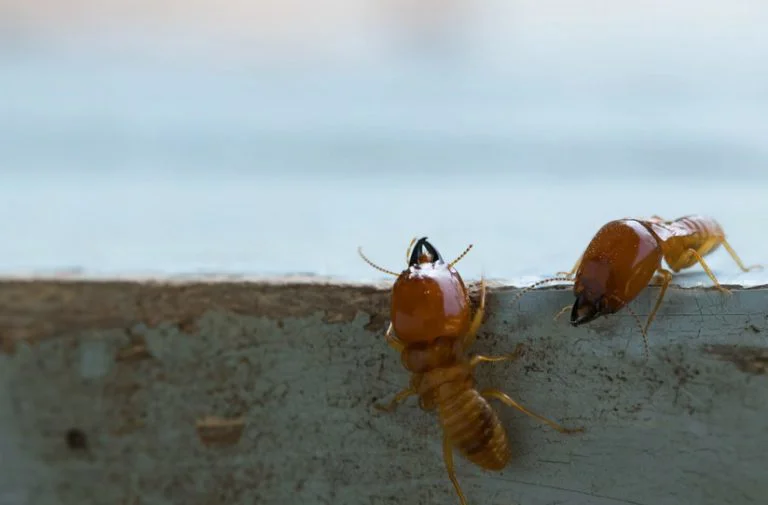 Beyaz Karınca İlaçlama